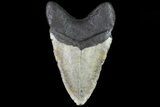 Bargain, Megalodon Tooth - North Carolina #82906-2